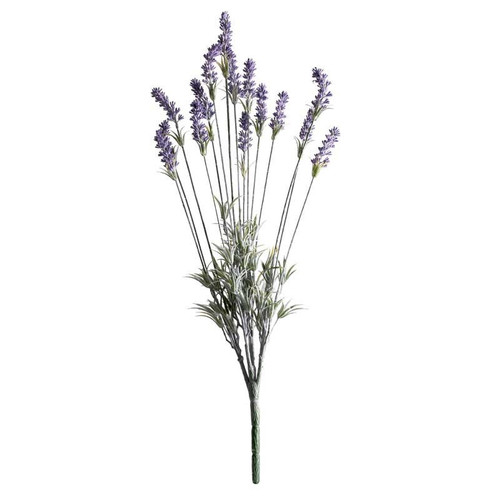 Purple Lavender Plant Purple Lavender Plant