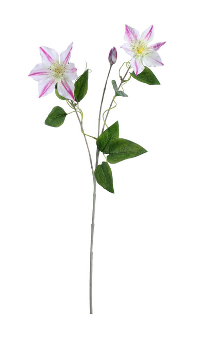 Pink Garden Clematis (76cm) Pink Garden Clematis (76cm)