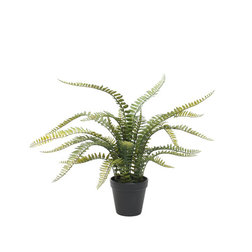 Potted Boston Fern (56cm) Potted Boston Fern (56cm)