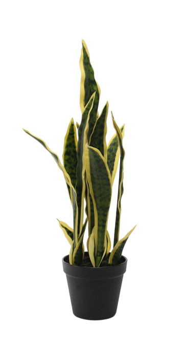 Potted Sansevieria 51cm Potted Sansevieria 51cm