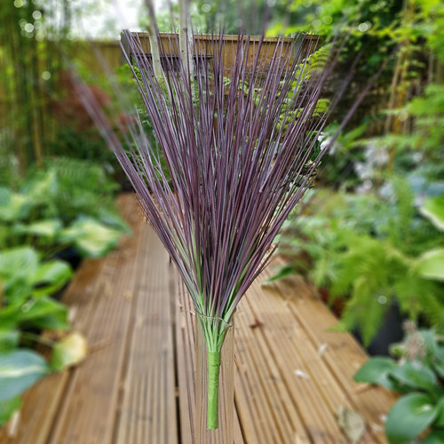 Burgundy Grass Bush Burgundy Grass Bush
