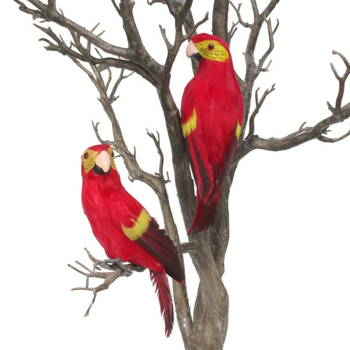 Red Baby Macaw Red Baby Macaw