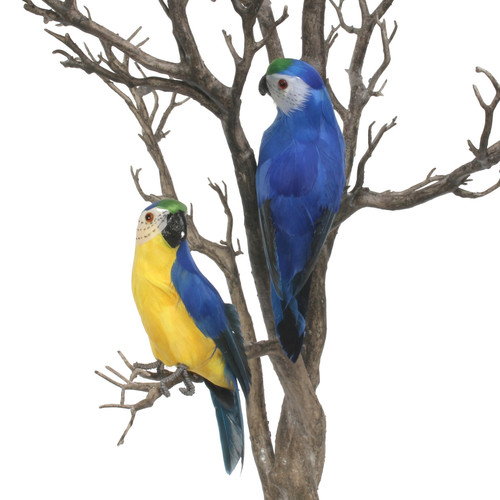Blue Baby Macaw Blue Baby Macaw