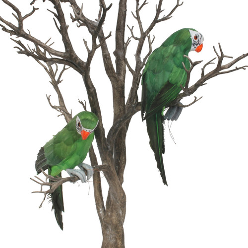 Green Perching Macaw Green Perching Macaw