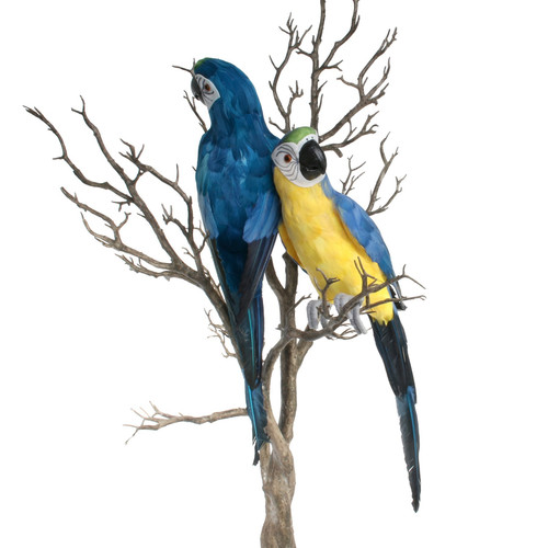 Large Blue Perching Macaw Large Blue Perching Macaw