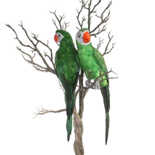 Large Green Perching Macaw Large Green Perching Macaw