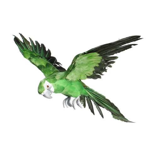 Green Flying Macaw Green Flying Macaw