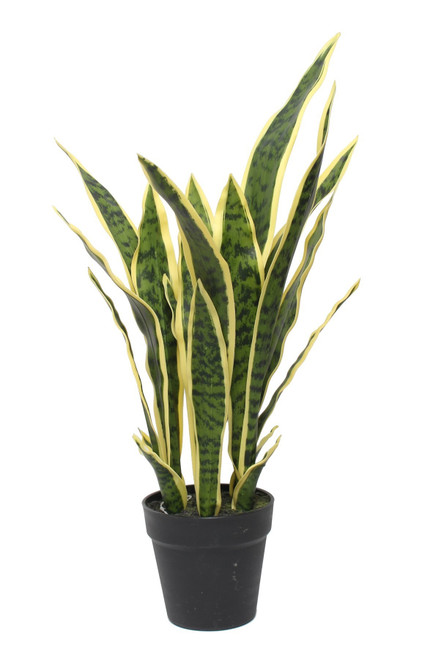 Potted Sansevieria (64cm) Potted Sansevieria (64cm)
