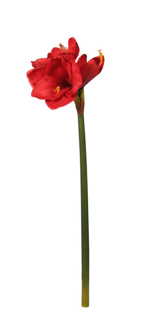 Red Emperor Amaryllis (S) Red Emperor Amaryllis (S)