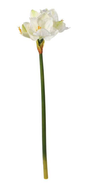 White Emperor Amaryllis 