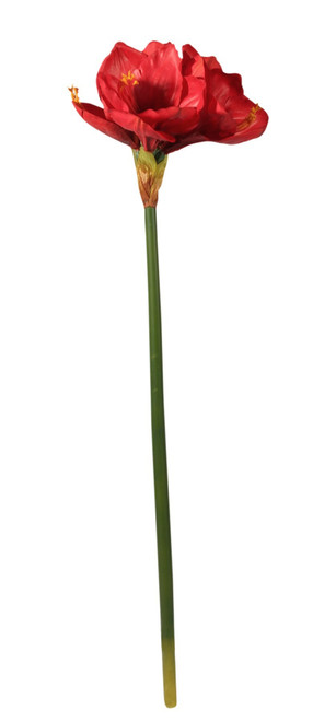Red Emperor Amaryllis Red Emperor Amaryllis