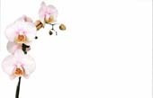White Orchid Greeting Cards (x50)