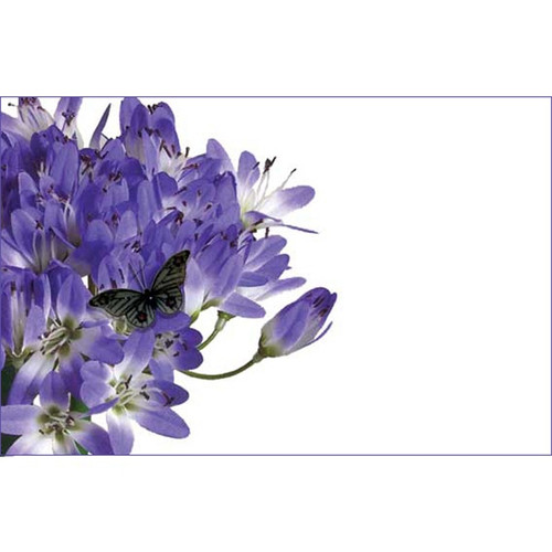 No Message Blue Agapanthus/Butterfly (x50)