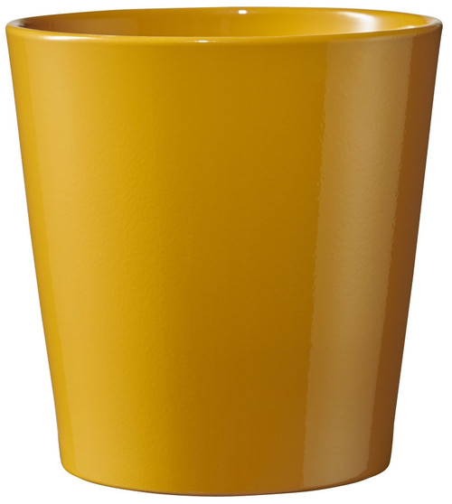 Dallas Breeze Shiny Mustard Yellow (W13cm x H13cm) Dallas Breeze Shiny Mustard Yellow (W13cm x H13cm)