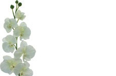 Cream Orchid Greeting Cards (x50)