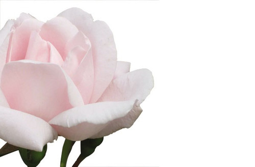 Pale Pink Rose Greeting Cards (x50)