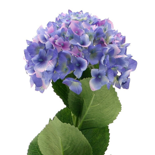 Single Hydrangea Blue