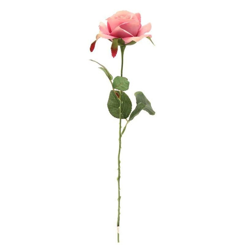 Rose Lavender Rose Lavender