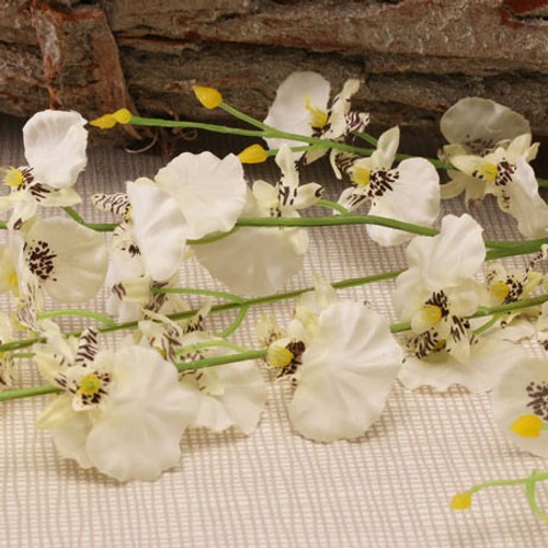 Dancing Orchid White Dancing Orchid White
