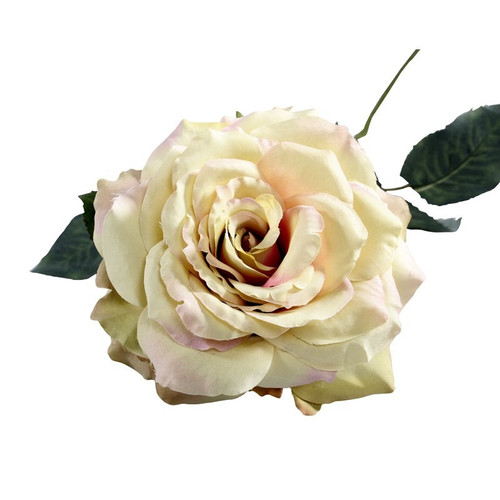 74cm Single Aidde Rose Cream Blush 74cm Single Aidde Rose Cream Blush