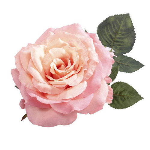 74cm Single Aidde Rose Peach 74cm Single Aidde Rose Peach