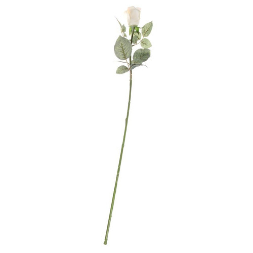71cm Single Celia Rose Cream 71cm Single Celia Rose Cream