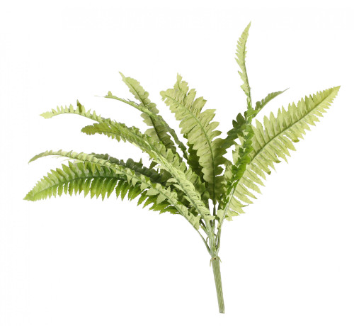 Boston Fern Bush 43cm Boston Fern Bush 43cm