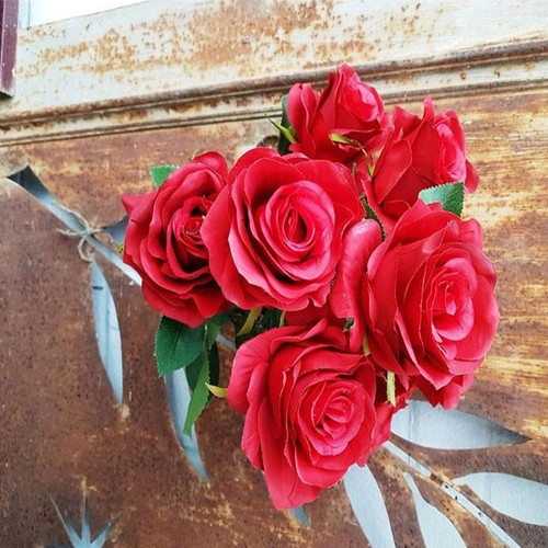 Antique Rose Bush Red Antique Rose Bush Red