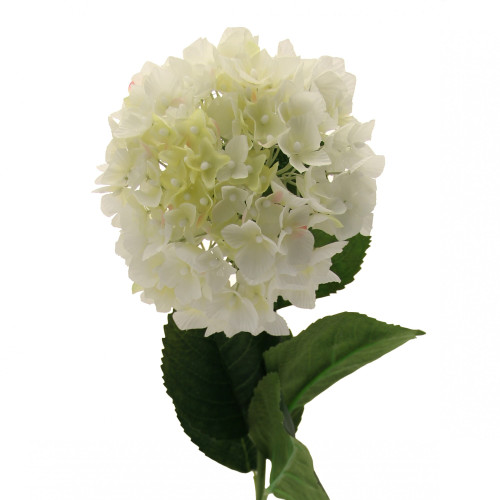 Single Hydrangea Cream Single Hydrangea Cream