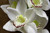 White Phalaenopsis Spray 45 inch