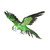 Green Flying Macaw