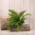 Boston Fern Bush 43cm