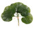Galax Leaf 25cm