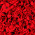 Red Hydrangea Flower Wall Panel 40x60cm 