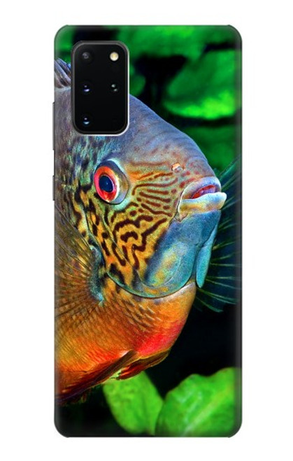 S1812 Cichlid Fish Hülle Schutzhülle Taschen für Samsung Galaxy S20 Plus, Galaxy S20+