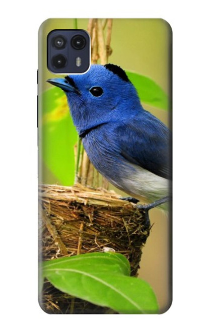 S3839 Bluebird of Happiness Blue Bird Hülle Schutzhülle Taschen für Motorola Moto G50 5G