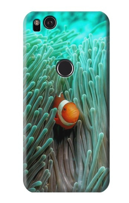 S3893 Ocellaris clownfish Hülle Schutzhülle Taschen für Google Pixel 2
