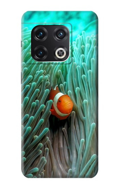 S3893 Ocellaris clownfish Hülle Schutzhülle Taschen für OnePlus 10 Pro