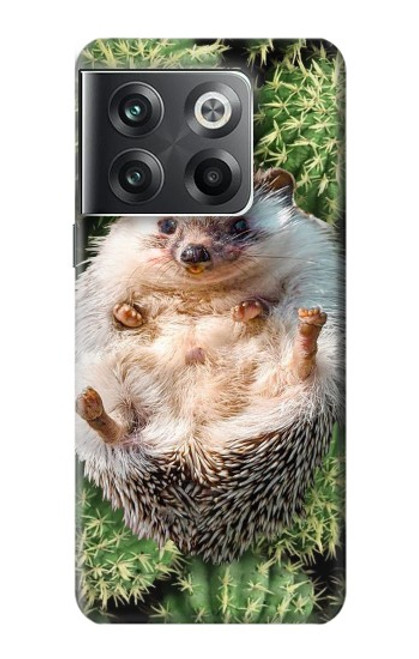 S3863 Pygmy Hedgehog Dwarf Hedgehog Paint Hülle Schutzhülle Taschen für OnePlus Ace Pro