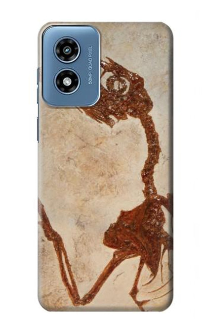 S0379 Dinosaur Fossil Hülle Schutzhülle Taschen für Motorola Moto G Play 4G (2024)