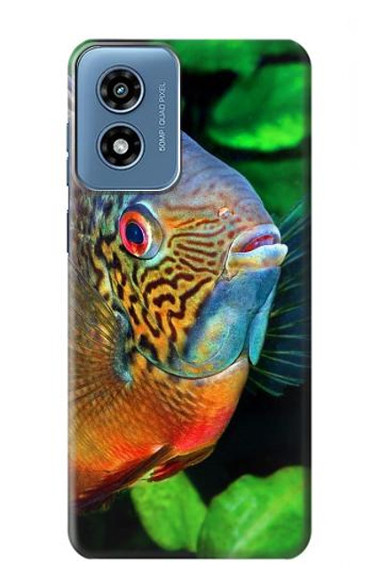 S1812 Cichlid Fish Hülle Schutzhülle Taschen für Motorola Moto G Play 4G (2024)