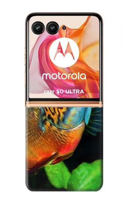S1812 Cichlid Fish Hülle Schutzhülle Taschen für Motorola Razr 50 Ultra