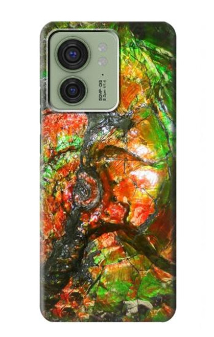 S2694 Ammonite Fossil Hülle Schutzhülle Taschen für Motorola Edge (2023), Edge 40