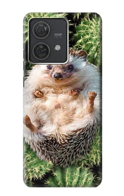 S3863 Pygmy Hedgehog Dwarf Hedgehog Paint Hülle Schutzhülle Taschen für Motorola Edge 40 Neo