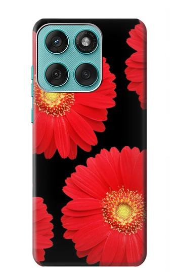 S2478 Red Daisy flower Hülle Schutzhülle Taschen für Motorola Edge 60 Fusion