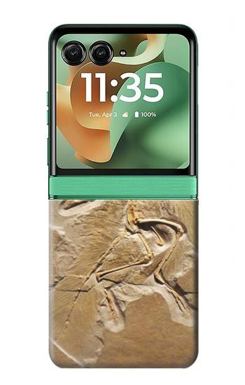 S0380 Dinosaur Fossil Hülle Schutzhülle Taschen für Motorola Razr 70+,60+, Razr+ (2026, 2025, 2024)