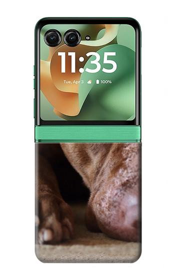 S0519 PitBull Face Hülle Schutzhülle Taschen für Motorola Razr 70+,60+, Razr+ (2026, 2025, 2024)