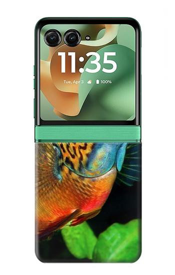 S1812 Cichlid Fish Hülle Schutzhülle Taschen für Motorola Razr 60, Razr 2025