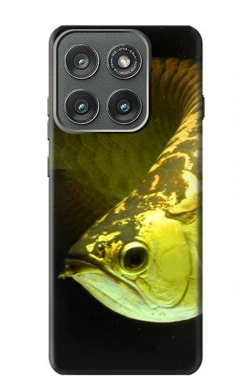 S1021 Gold Arowana Fish Hülle Schutzhülle Taschen für Motorola Edge (2025)