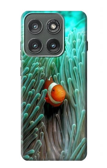 S3893 Ocellaris clownfish Hülle Schutzhülle Taschen für Motorola Edge (2025)